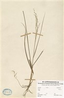 藏品(Ergrotis)的圖片